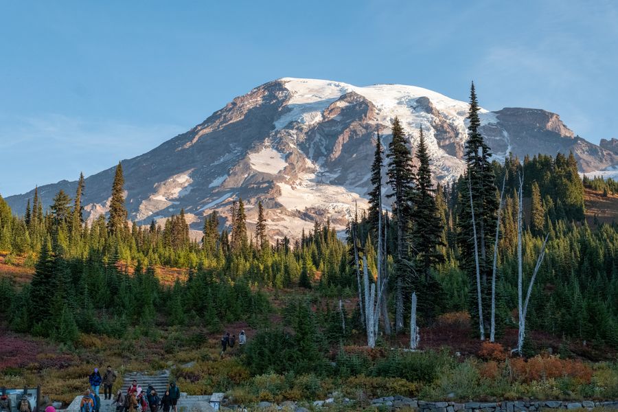 Mount Rainier above an autumn meadow of red brush and evergreen trees under a clear sky